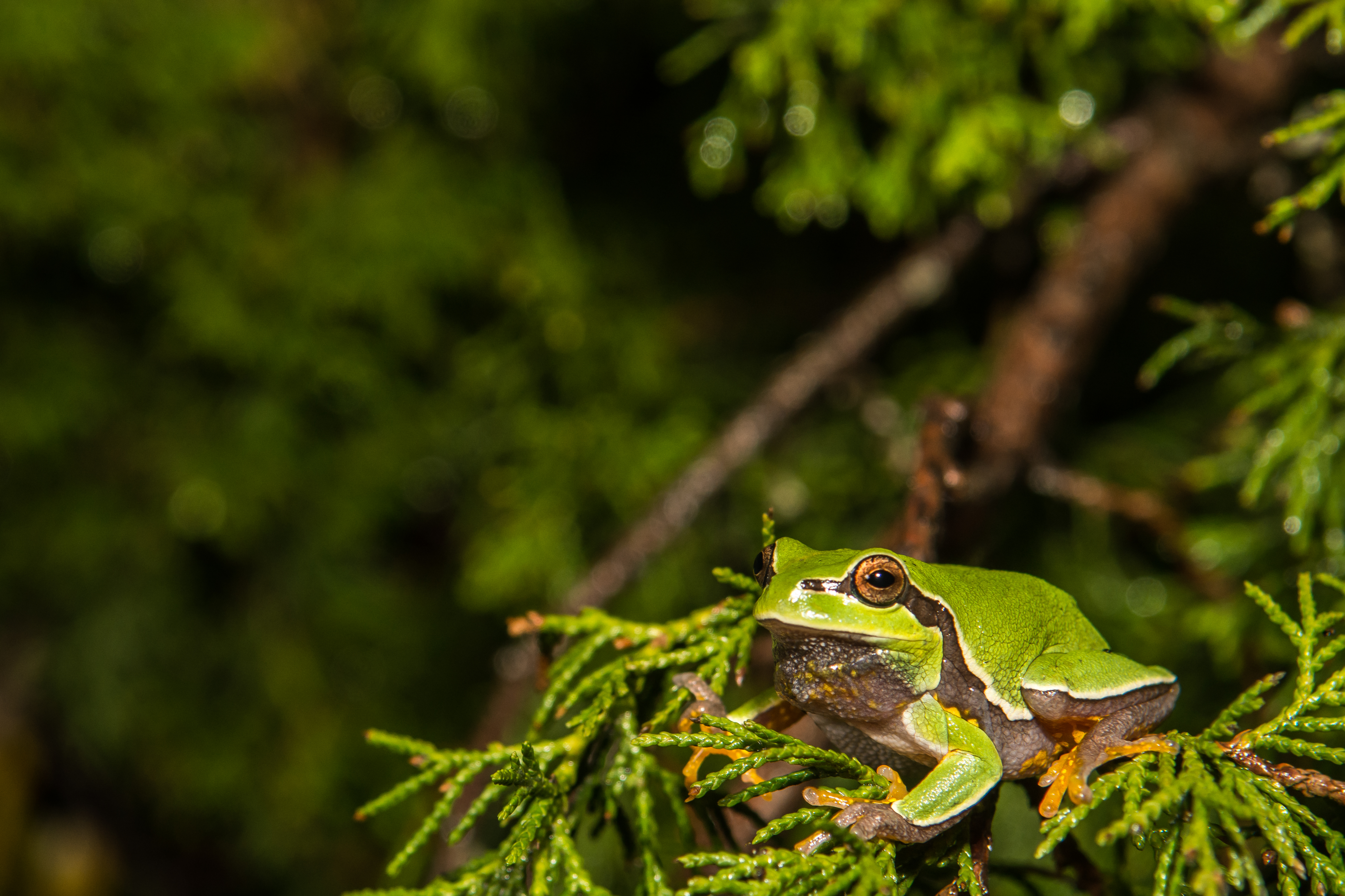 Pine Barrens Treefrog