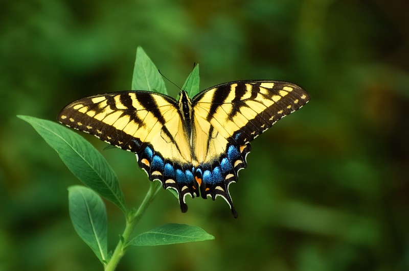 Eastern Tiger Swallowtail