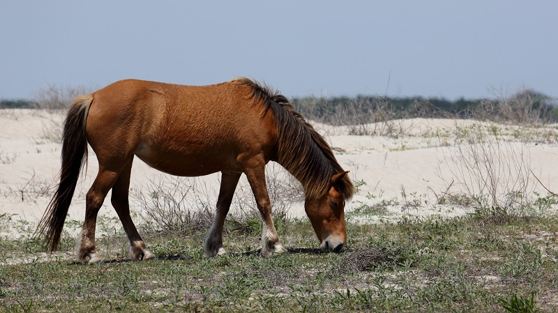 Colonial Spanish Mustang