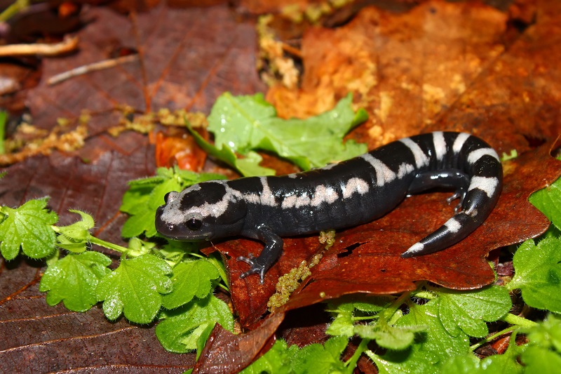 Marbled Salamander