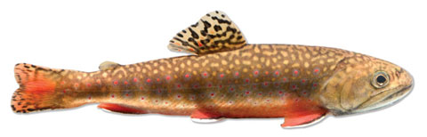 Southern Appalachian Brook Trout