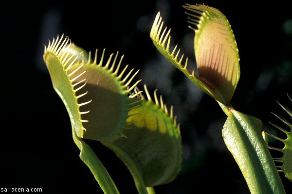 Venus Flytrap