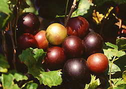 Scuppernong Grape