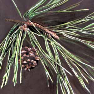 Pine