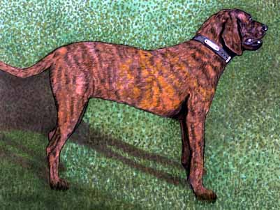 Plott Hound