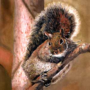 Grey Squirrel