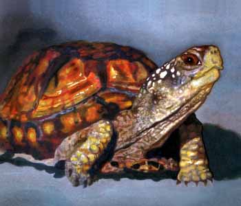 Eastern Box Turtle